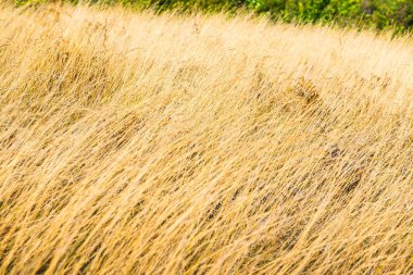 Tayland 'da, dağda kuru çimenler