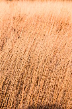 Tayland 'da, dağda kuru çimenler