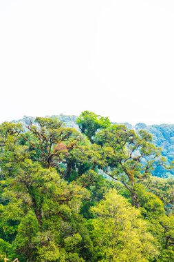 Doi Inthanon Ulusal Parkı, Tayland Ormanı