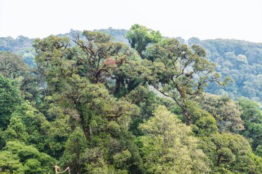 Doi Inthanon Ulusal Parkı, Tayland Ormanı
