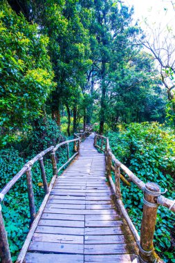 Doi Inthanon Ulusal Parkı 'nda Doi Trail, Tayland