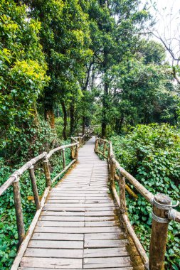 Doi Inthanon Ulusal Parkı 'nda Doi Trail, Tayland