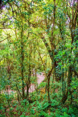 Doi Inthanon Ulusal Parkı, Tayland 'da orman bolluğu