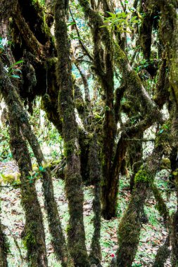Doi Inthanon Ulusal Parkı, Tayland 'da orman bolluğu
