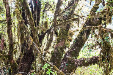 Doi Inthanon Ulusal Parkı, Tayland 'da orman bolluğu