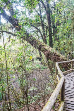 Doi Inthanon Ulusal Parkı 'nda Doi Trail, Tayland