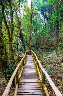 Doi Inthanon Ulusal Parkı 'nda Doi Trail, Tayland