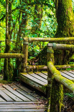 Doi Inthanon Ulusal Parkı 'nda Doi Trail, Tayland