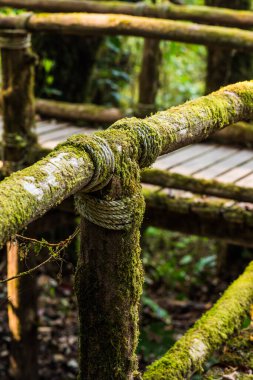 Doi Inthanon Ulusal Parkı 'nda Doi Trail, Tayland