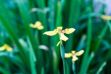 Küçük sarı çiçek, Tayland