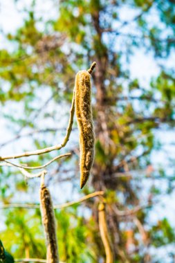 Karenwood Meyvesi, Tayland