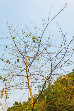 Tayland, ormandaki ağaç tepesi
