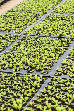 Tepside sebze fideleri, Tayland