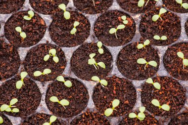 Freh sebze geçmişi, Tayland