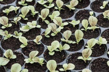 Freh sebze geçmişi, Tayland