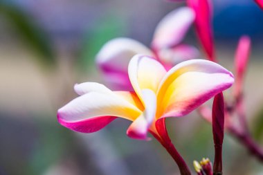 Frangipani çiçeklerini kapat, Tayland