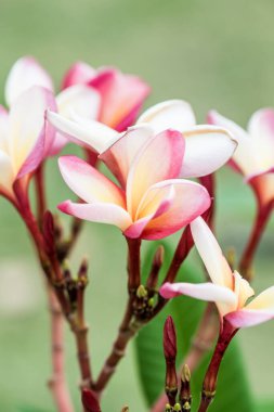 Frangipani çiçeklerini kapat, Tayland