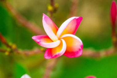Frangipani çiçeklerini kapat, Tayland