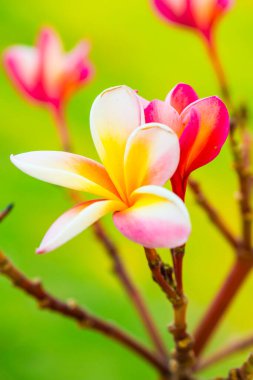 Frangipani çiçeklerini kapat, Tayland