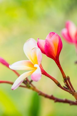 Frangipani çiçeklerini kapat, Tayland