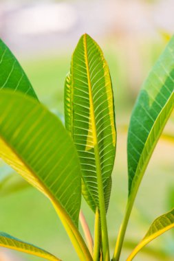 Ağaçta Frangipani yaprağı, Tayland