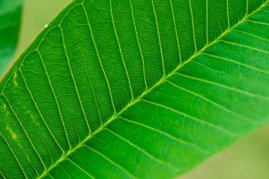 Ağaçta Frangipani yaprağı, Tayland