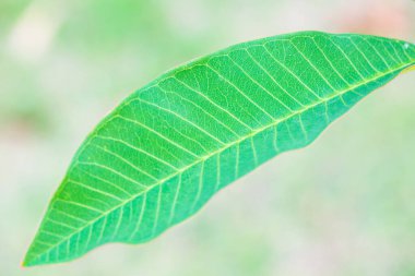 Ağaçta Frangipani yaprağı, Tayland