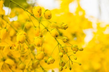 Ağaç, Tayland 'da Altın Sağanak Çiçekleri