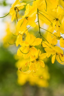 Ağaç, Tayland 'da Altın Sağanak Çiçekleri