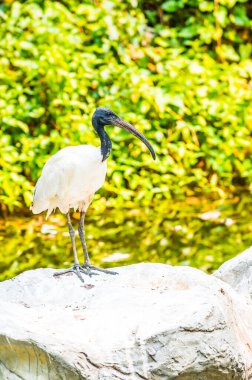 Tayland 'da siyah başlı aynak kuşu.