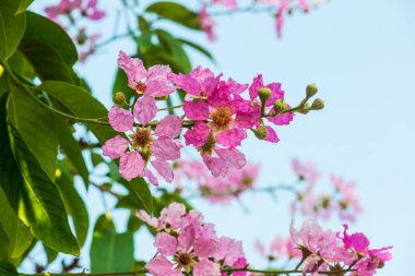 Lagerstroemia çiçekleri mavi gökyüzü, Tayland