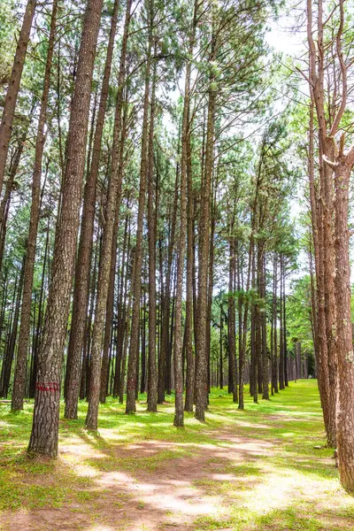 Tayland 'daki Boa Keaw Silvikültürel Araştırma İstasyonu' ndaki Çam Tarlalarının manzarası.