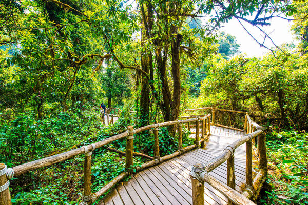 Nature Trail in Doi Inthanon National Park, Thailand