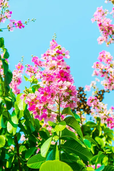 Lagerstroemia çiçekleri mavi gökyüzü, Tayland