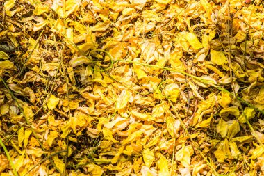 Tayland 'da Altın Sağanak Çiçekleri