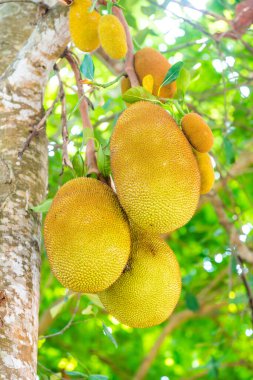 Ağaçta Jackfruit, Tayland