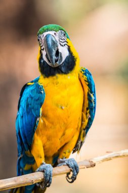 Tayland 'daki şubede mavi ve altın makavı