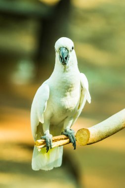 Sarı tepeli Kakadu Portresi, Tayland