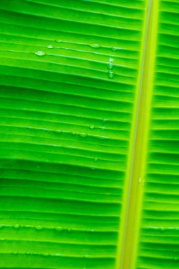 Muz yaprağı arka planı, Tayland