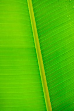 Muz yaprağı arka planı, Tayland