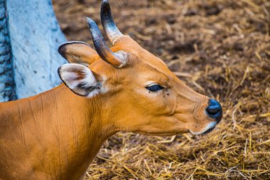 Banteng, Tayland 'ın Baş Fotoğrafı