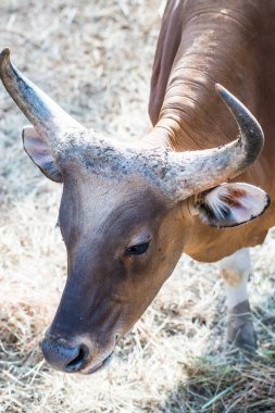Banteng, Tayland 'ın Baş Fotoğrafı