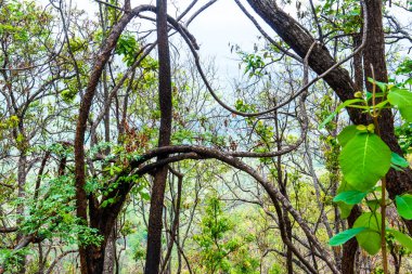 Dağdaki ağaçlar, Tayland.