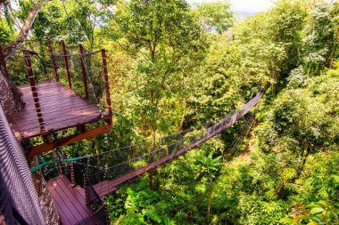 Mae Fah Luang Bahçesinde Ağaç Tepesi Yürüyüşü, Chiang Rai.