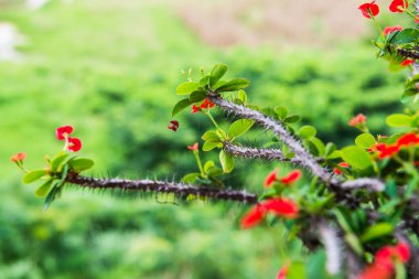 Doğal manzaralı Poi Sian çiçekleri, Tayland.