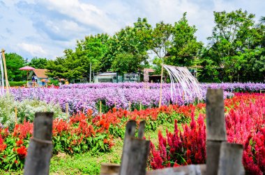 CHIANG MAI, THAILAND - 27 Ekim 2020: Chiang Mai Eyaleti 'ndeki güzel çiçek bahçesi, Tayland.