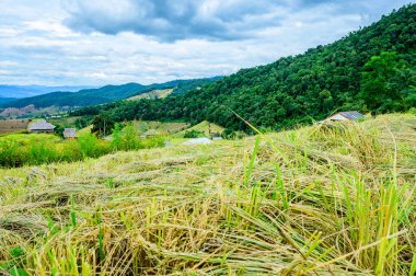 Pa Bong Piang Rice Terraces at Chiang Mai Province, Thailand.