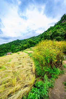 Pa Bong Piang Rice Terraces at Chiang Mai Province, Thailand.