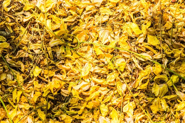 Tayland 'da Altın Sağanak Çiçekleri