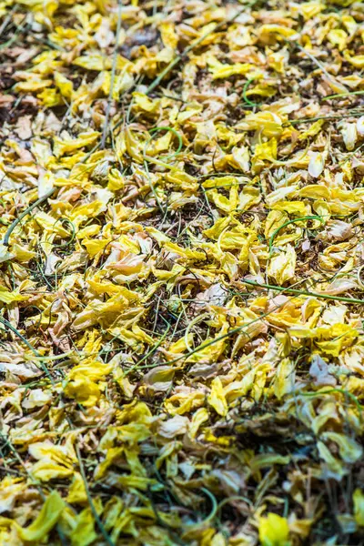 Tayland 'da Altın Sağanak Çiçekleri